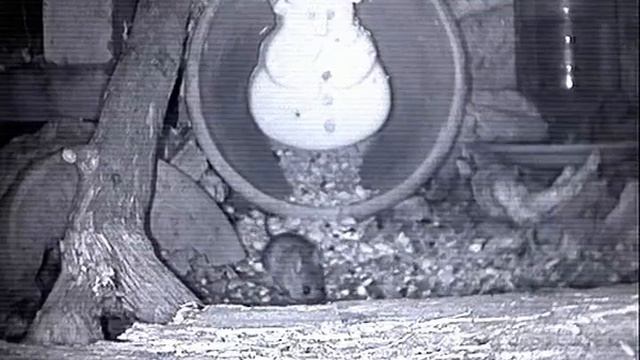 MOUSECAM : New Snowman and Feed смотреть онлайн