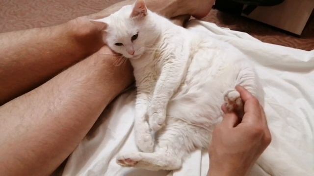 SPA для Кота! смотреть онлайн