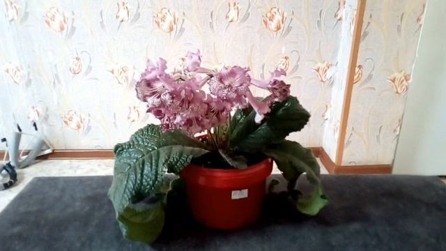 Стрептокарпус: DS-1126 смотреть онлайн