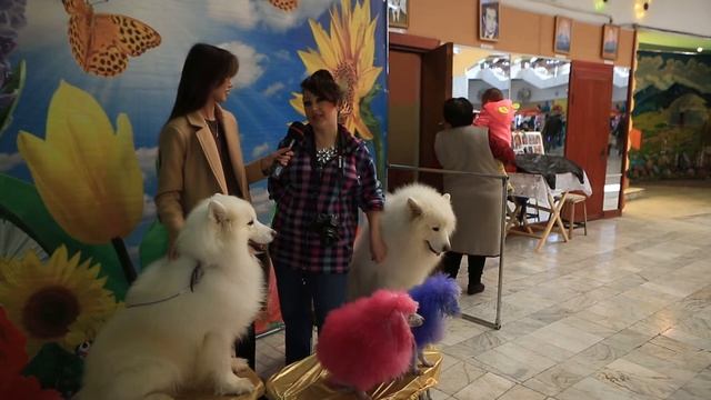 Цирк Московский Салют Лауреаты смотреть онлайн