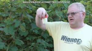 Болезни винограда в июле. Как их предотвратить. Часть 2: милдью, оидиум, антракноз