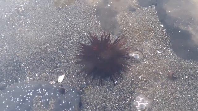 ⚓ Никита продолжает учиться собирать ракушки на острый суп ?