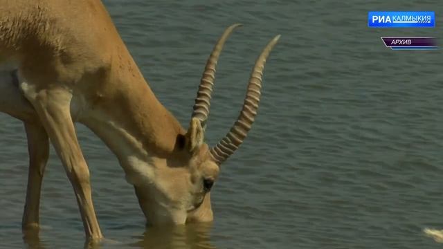 11 января отмечается День заповедников и национальных парков России смотреть онлайн