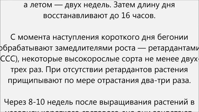Бегония элатиор уход смотреть онлайн
