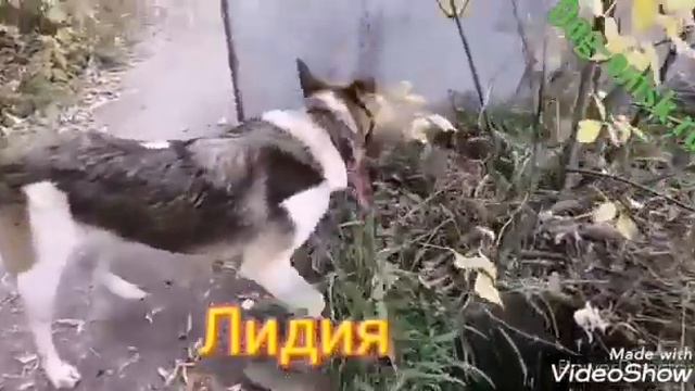 Знакомьтесь наши питомцы ЛИДИЯ смотреть онлайн