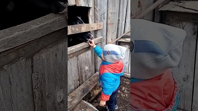 ЗНАКОМСТВО С ЖИВОТНЫМИ. БЫЧЕК. смотреть онлайн