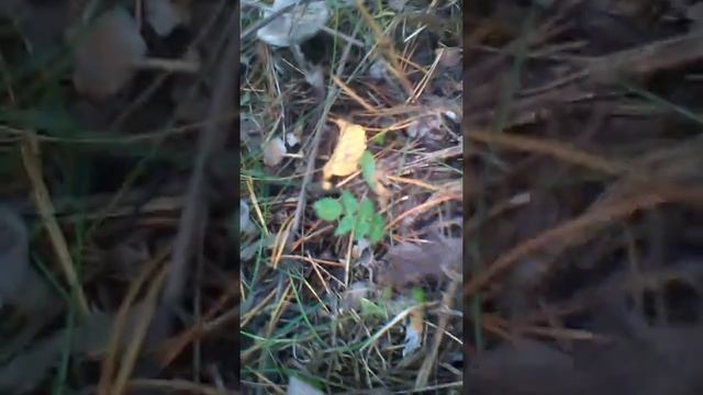 Вот так надо собирать грибы смотреть онлайн