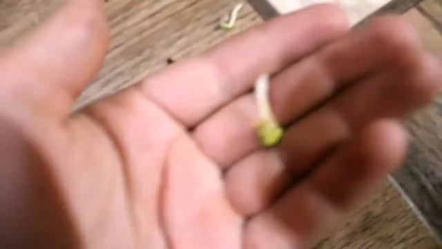 Как вырастить лимонное дерево из косточки лимона!!! смотреть онлайн