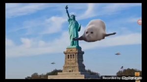 тюлени скачут на животах