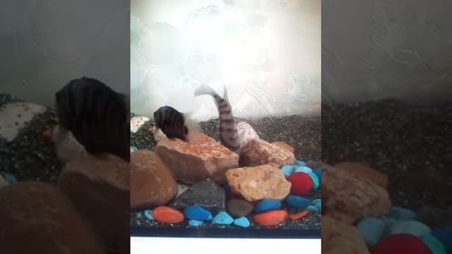 Нерест чернополосых цихлазом! смотреть онлайн