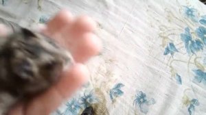 ЧТО СЛУЧИЛОСЬ? ХОМЯК УМИРАЕТ! ПОМОГИТЕ!!! | 《_Si_Pets_Nastya _》