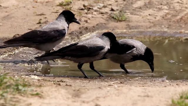 Вороны-кривоклювки. Corvus cornix. Птицы Беларуси. смотреть онлайн