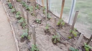 Сборка и установка системы капельного полива АкваДуся