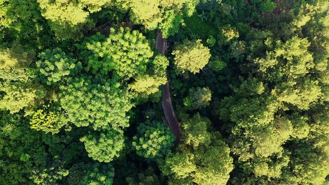 спокойная музыка для медитации. Пианино над лесом "Elf Meditation" Kevin MacLeod смотреть онлайн