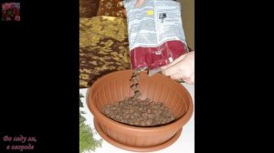 Гиацинты в горшках из магазина! Что с ними делать после цветения?