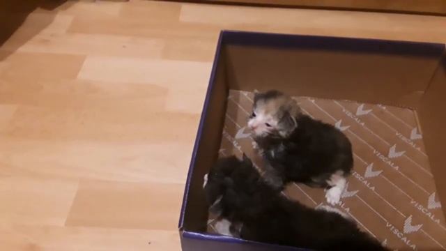 Котята#Жесть жестокие люди#Подари мне жизнь смотреть онлайн