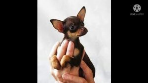 "Четыре Лапы" О Мини- той-терьере стоит ли заводить его?