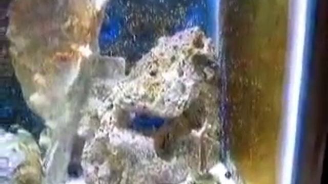 front vue coral vid смотреть онлайн