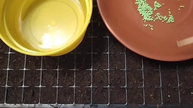 Как я сею крупноцветковую петунью. Посев петуньи.Подробно. Какие сорта? sowing petunias. petunia смотреть онлайн