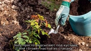 Роза Луис Одьер