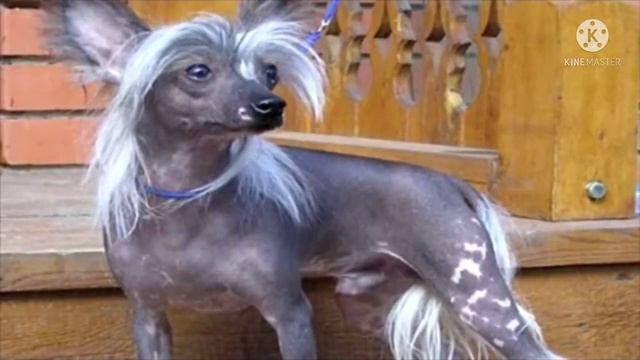 Женщина на рынке взяла в дар маленького щенка, но вскоре она была сильно напугана смотреть онлайн