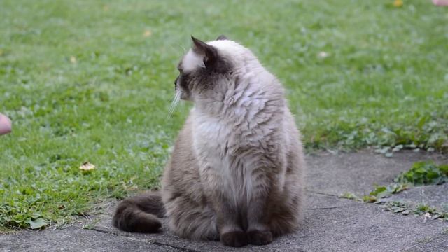 СУХОЙ КОРМ ДЛЯ КОШЕК. КАКОЙ ЛУЧШЕ ВЫБРАТЬ? смотреть онлайн