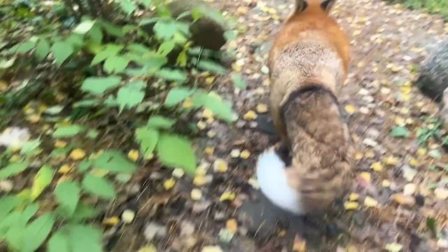 Алиса - лиса. Чешем смотреть онлайн