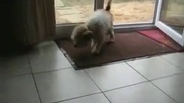 Собака вытирает ноги смотреть онлайн