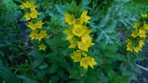 Вербейник многолетний ! Выращивание и уход !