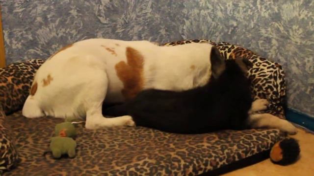 ВЕО Аманауз Салма Айше и САО Джалила погрызушки 2 смотреть онлайн