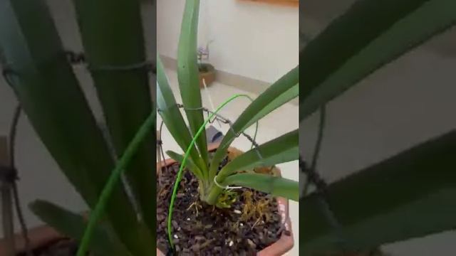 Xanh huế смотреть онлайн