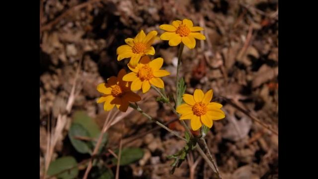 ЭРИОФИЛЛУМ (ERIOPHYLLUM) сем. Астровые смотреть онлайн
