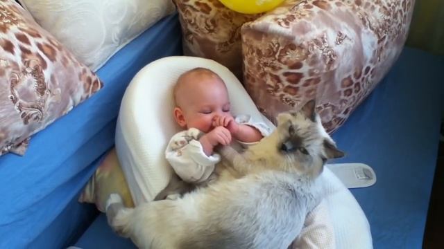 Лучшая кошка для ребёнка рэгдолл (Ragdoll Cat) смотреть онлайн