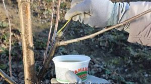 Как отличить облепиху мужскую от женской