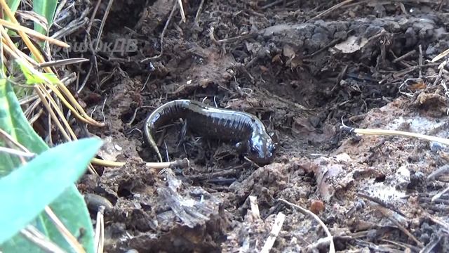 Саламандра... смотреть онлайн