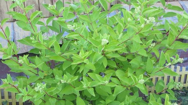 Моя ПЕРВАЯ КЛУМБА! Гортензия, клематис, лилии, лилейники и даже роза!! смотреть онлайн