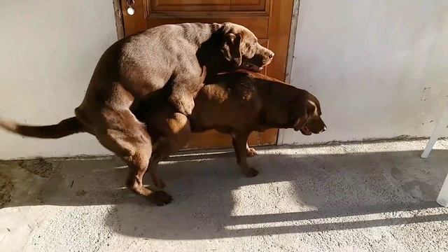 Labrador Retriever mating.Вязка Лабрадор Ретривер (+18) смотреть онлайн