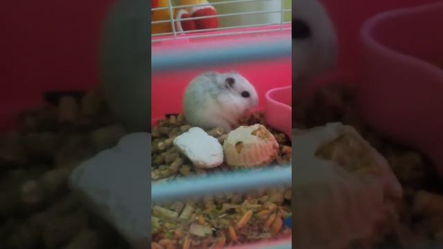 Хомяк жует кукурудзу смотреть онлайн