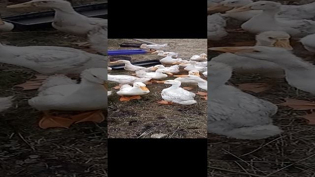 VID_20240626_174421.mp4 смотреть онлайн