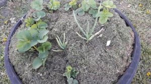 19 мая 2020 Молодая клубника в колесах