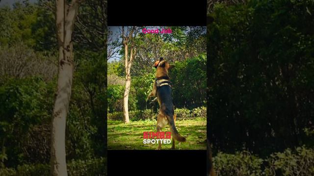 How to train the dog कुत्ते को ट्रेन कैसे करें #simba #germanshepherd #photography #फोटोग्राफी смотреть онлайн