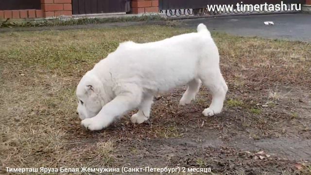 ТИМЕРТАШ ЯРУЗА БЕЛАЯ ЖЕМЧУЖИНА (Санкт-Петербург) 2 месяца еще больше фото видео на сайте www.timert смотреть онлайн