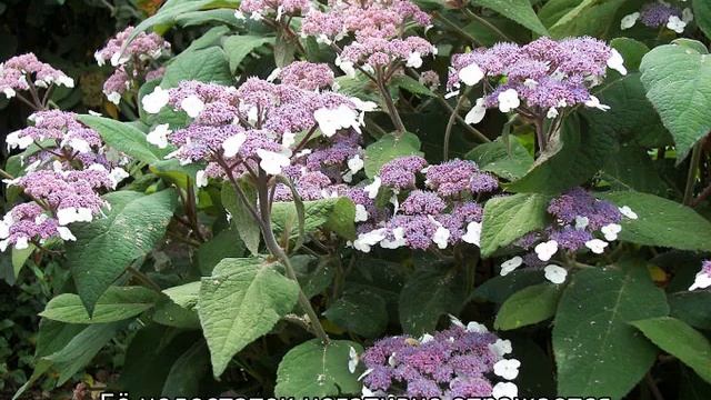 Гортензия шершавая макрофилла — описание, посадка и уход смотреть онлайн