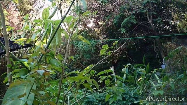 Brugmansia キダチチョウセンアサガオ смотреть онлайн