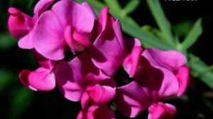 Какие цветы можно сеять в открытый грунт в апреле. Удачные заметки