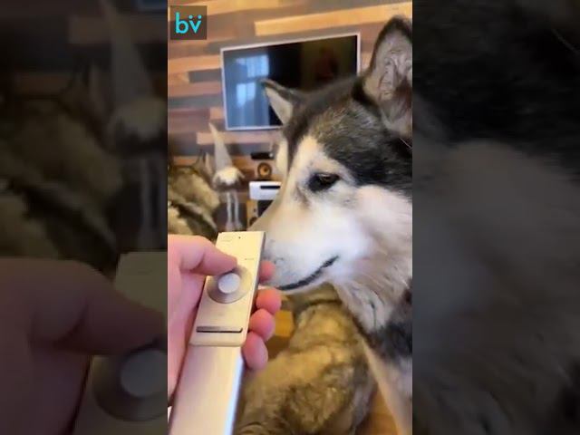 Верни мультики