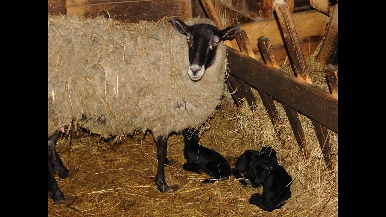 Романовский овцы 2021г. 8 марта-ПОЗДРАВЛЯЮ! смотреть онлайн