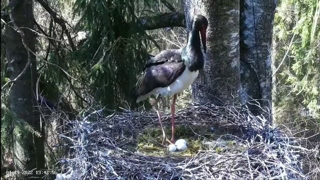 Must-toonekurg2 | Black stork mom laid her 3 egg in nest | April 19, 2022 смотреть онлайн