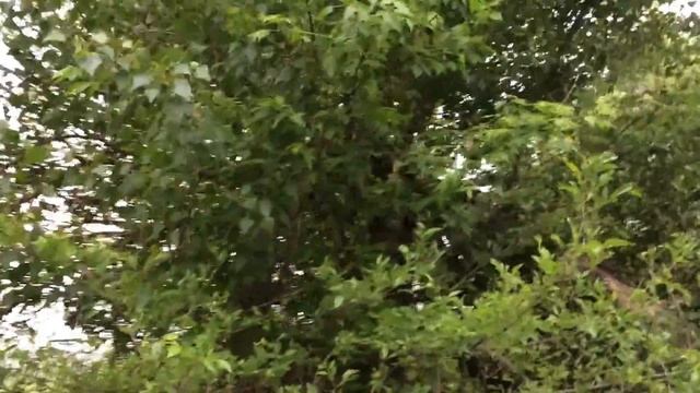 Установка ловушек для пчёл. Как устанавливать и выбирать место. смотреть онлайн