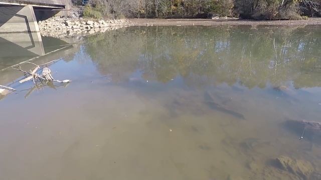 Trout Magnet cold fall Bluegill (2 lb line) смотреть онлайн